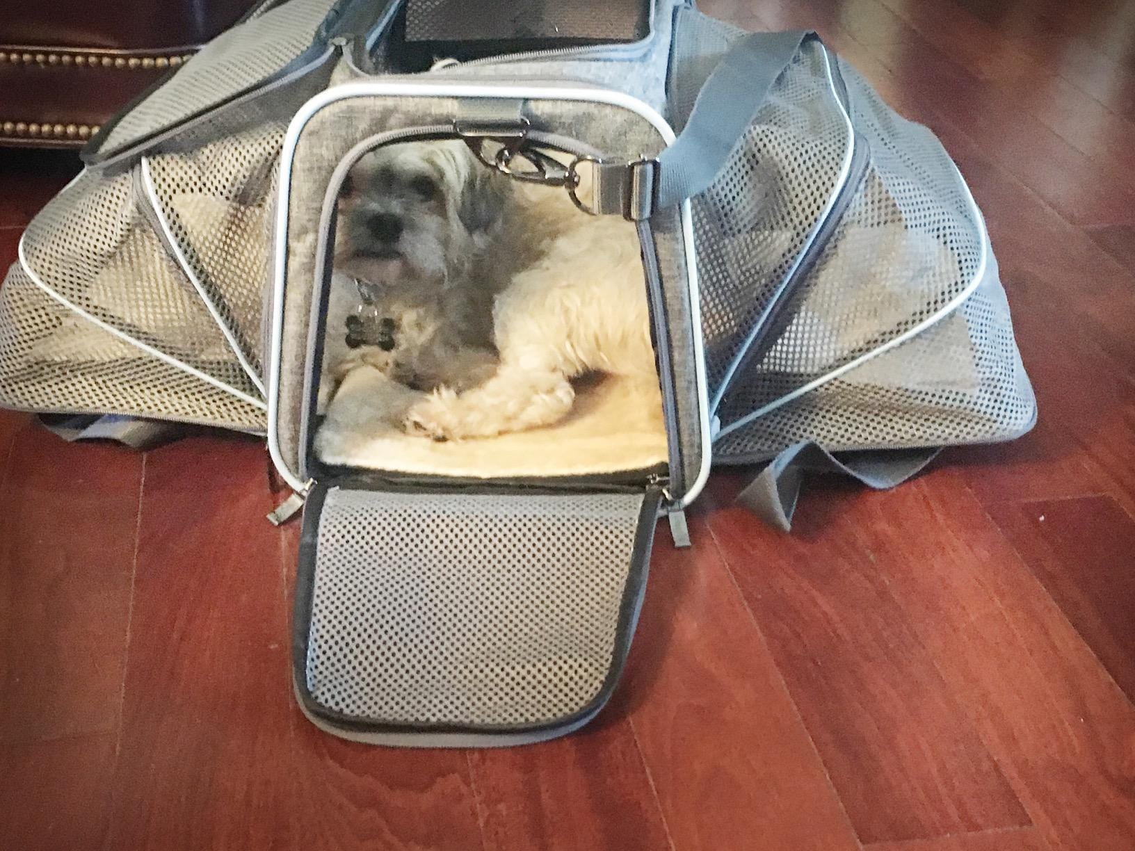 Airline Ready Dog & Cat Carrier - Image 7