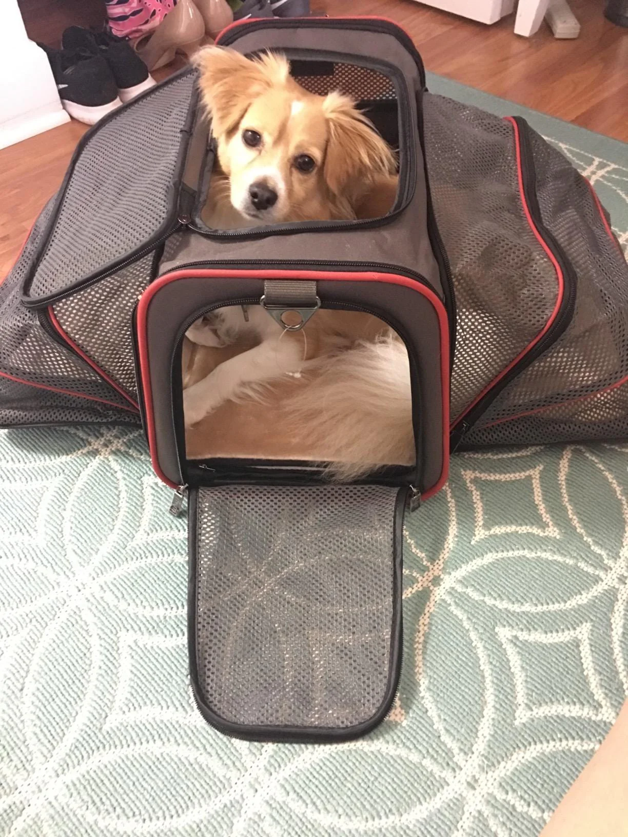 Airline Ready Dog & Cat Carrier - Image 8