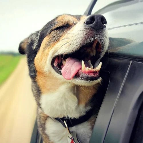 Click Clack Car Leash - Image 8