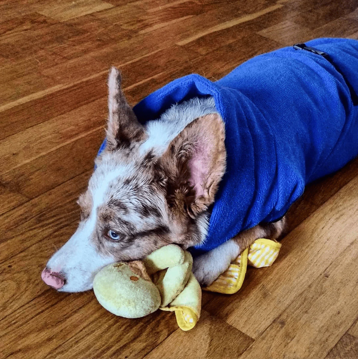 Quick Dry Doggo Robe - Image 10