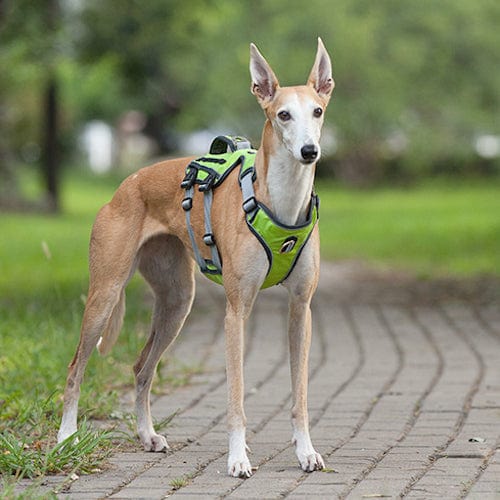 K9 Harness - Image 3