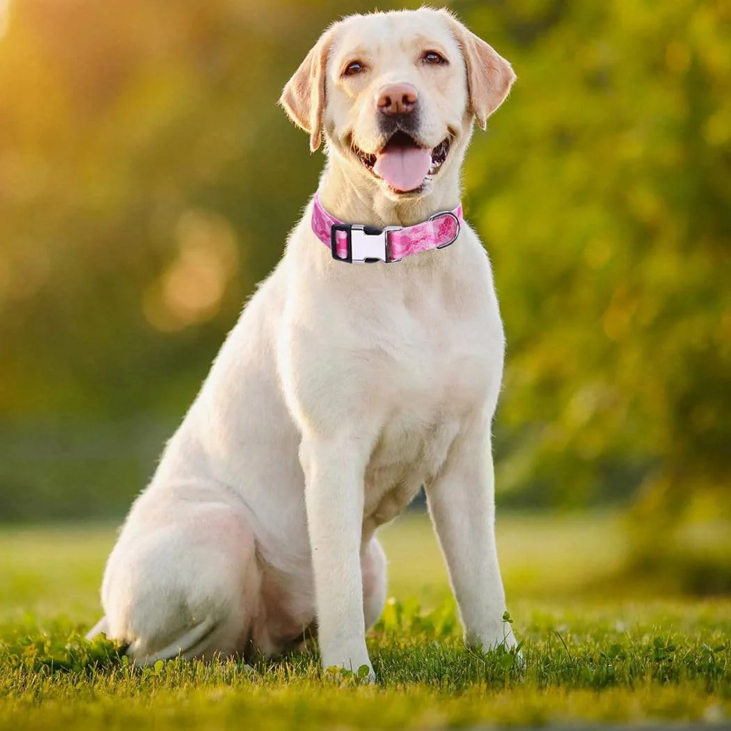 Personalized Engraved Dog Collar - Image 11