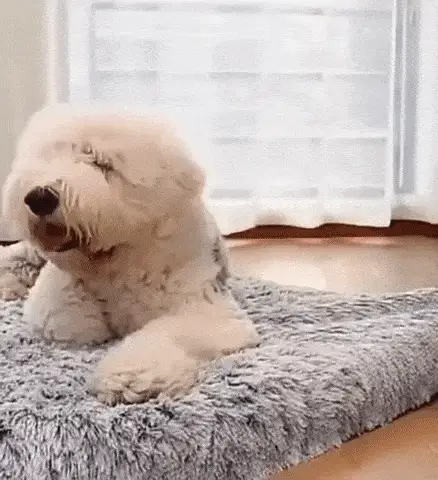 Ultimate Comfort Calming Dog Bed - Image 5