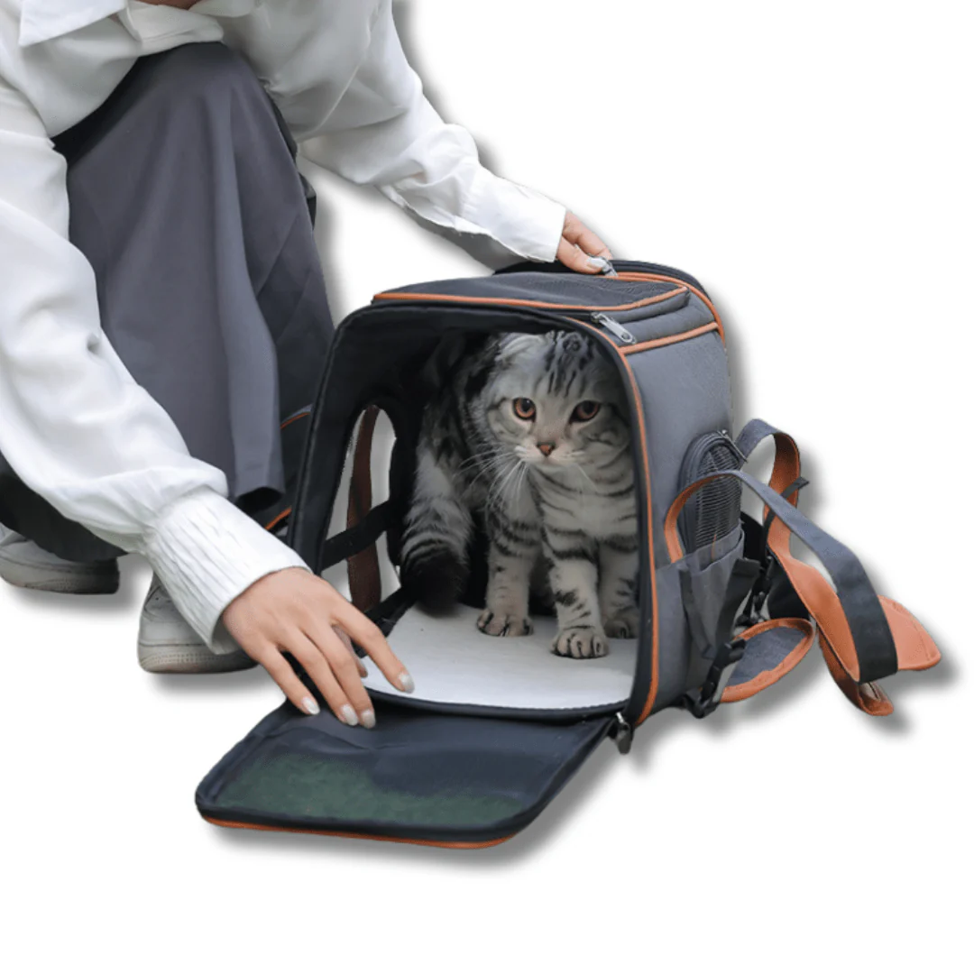 New Cat Items